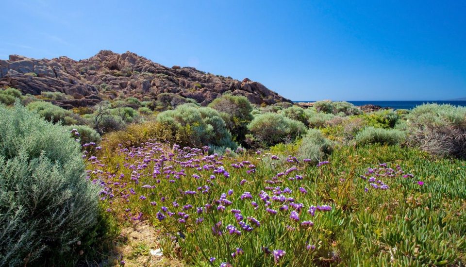 Cape To cape Track _gallery0002