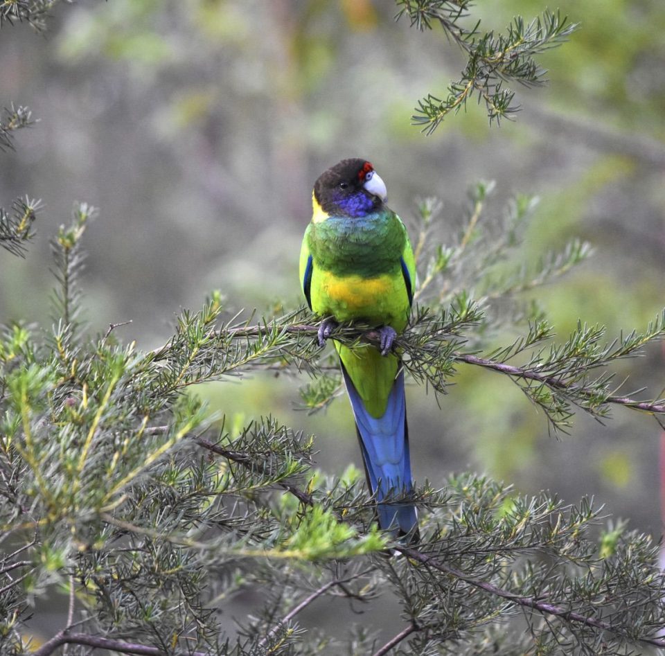 Cape To cape Track _gallery0013