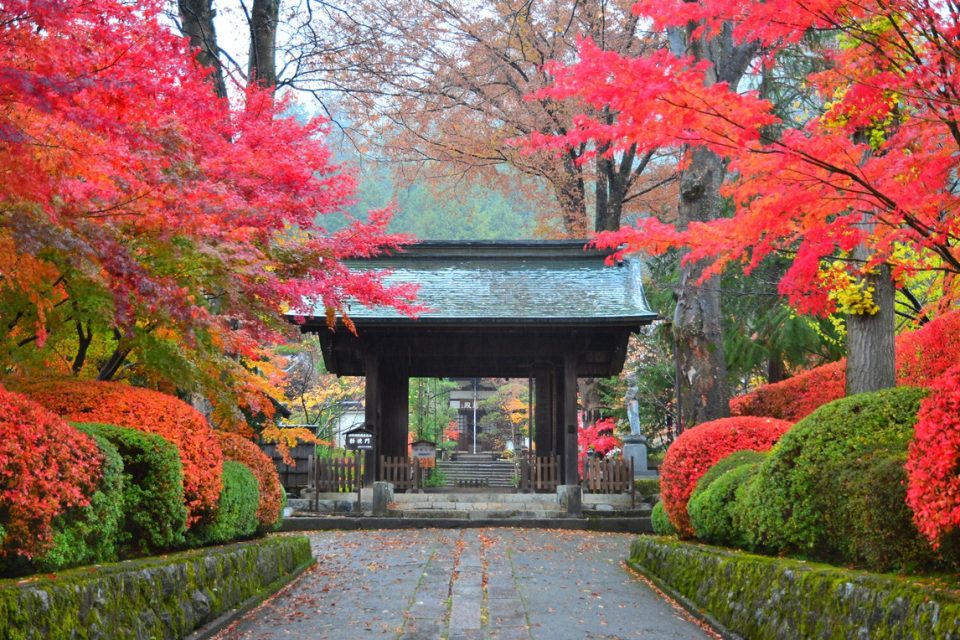 Vibrant autumn leaves along Japanese temple
