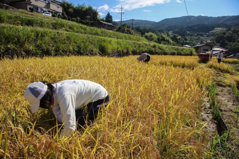 Nakasendo way _gallery0037