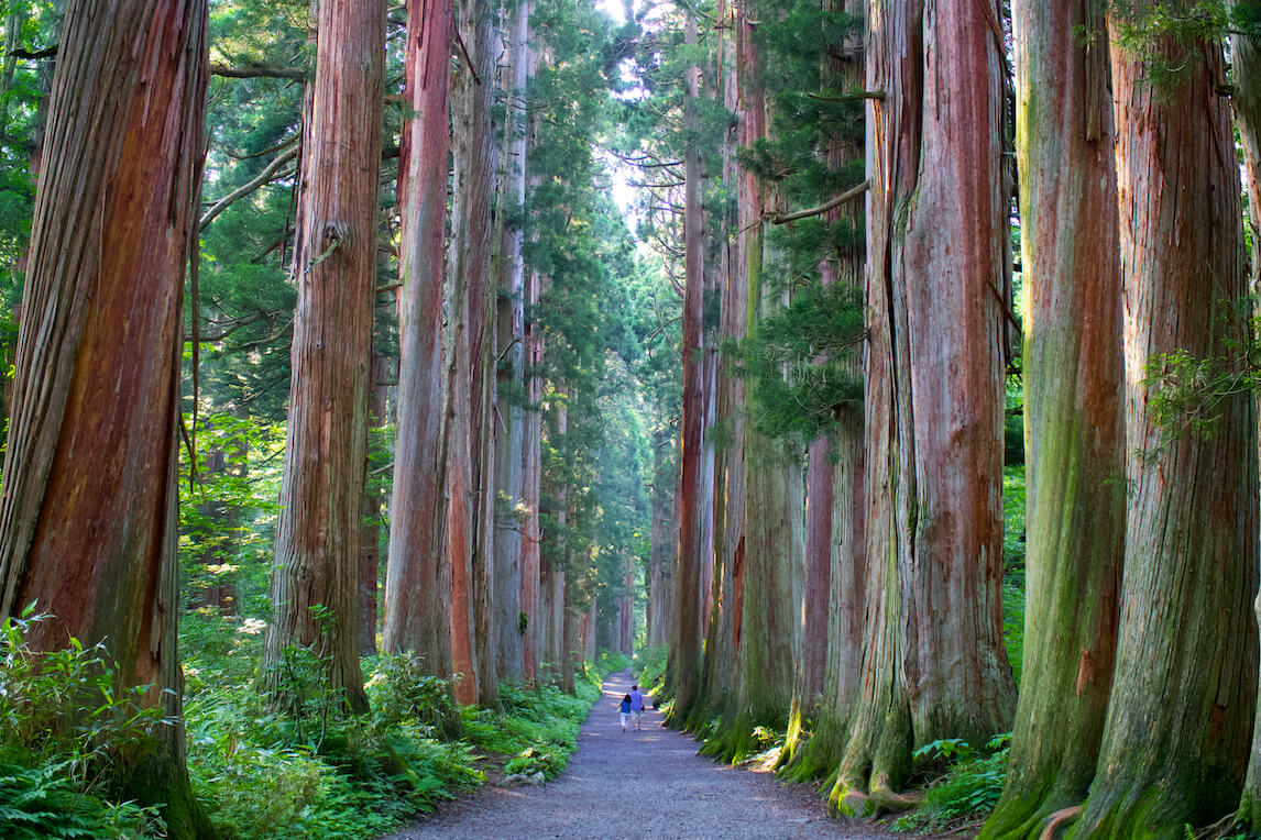 Togakushi Forest