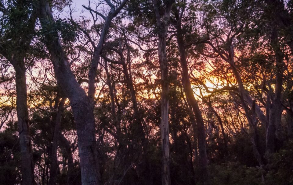 Sunrise through the trees at Cape Pillar along the Three Capes Track in south-east Tasmania