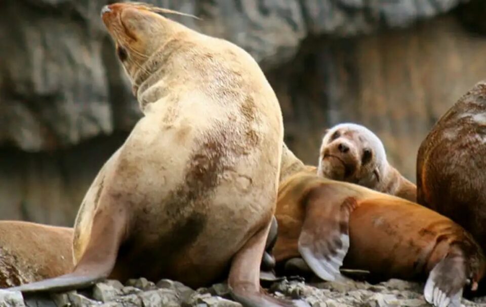 Seals Three capes