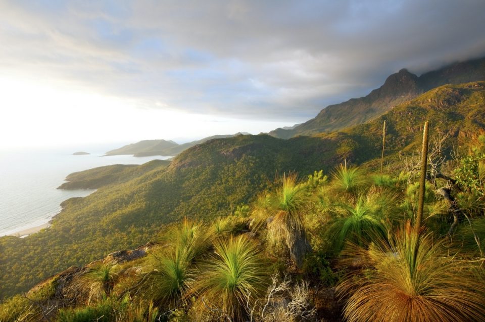 Dawn on Hinchinbrook Isalnd, Australia "Sunrise over Hinchinbrook Island, QLD, Australia. taken from Nina Peak. To the right rises Mount Bowen, and along the coast Nina Bay and Zoe Bay can be seen. The plants in the fore ground are Grass Trees (Xanthorrhoea sp)."