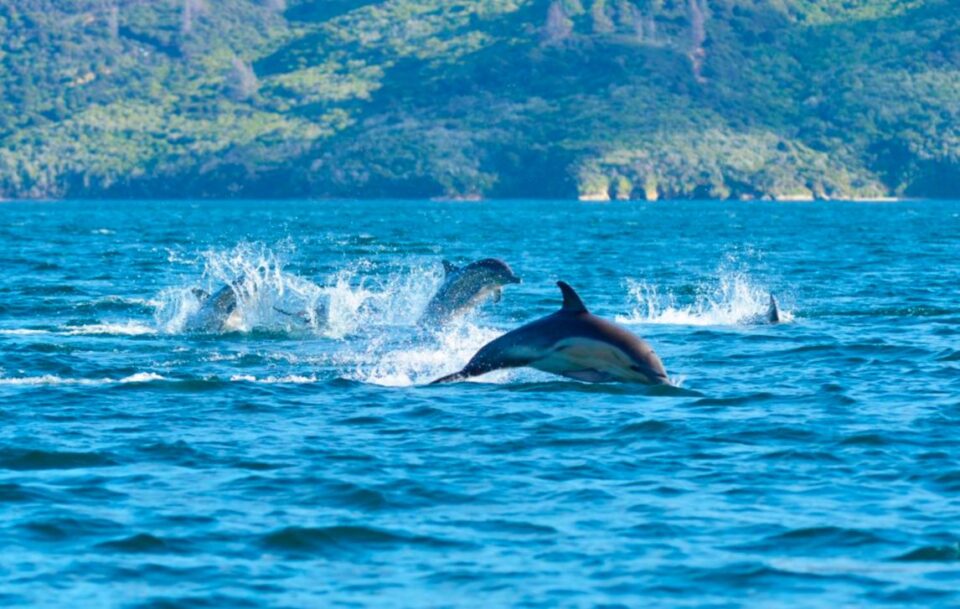 Dolphins in the bay
