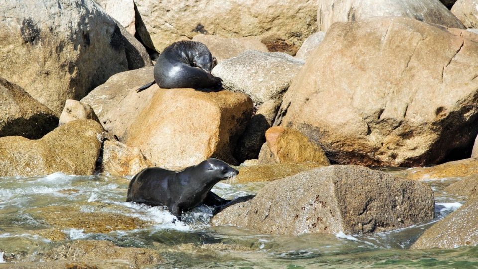 Seals playing on the rocks in the sun.