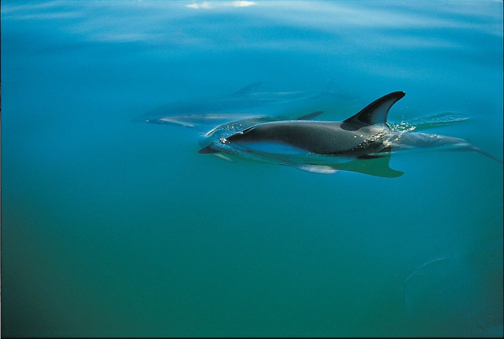 Dolphins in the turquoise waters