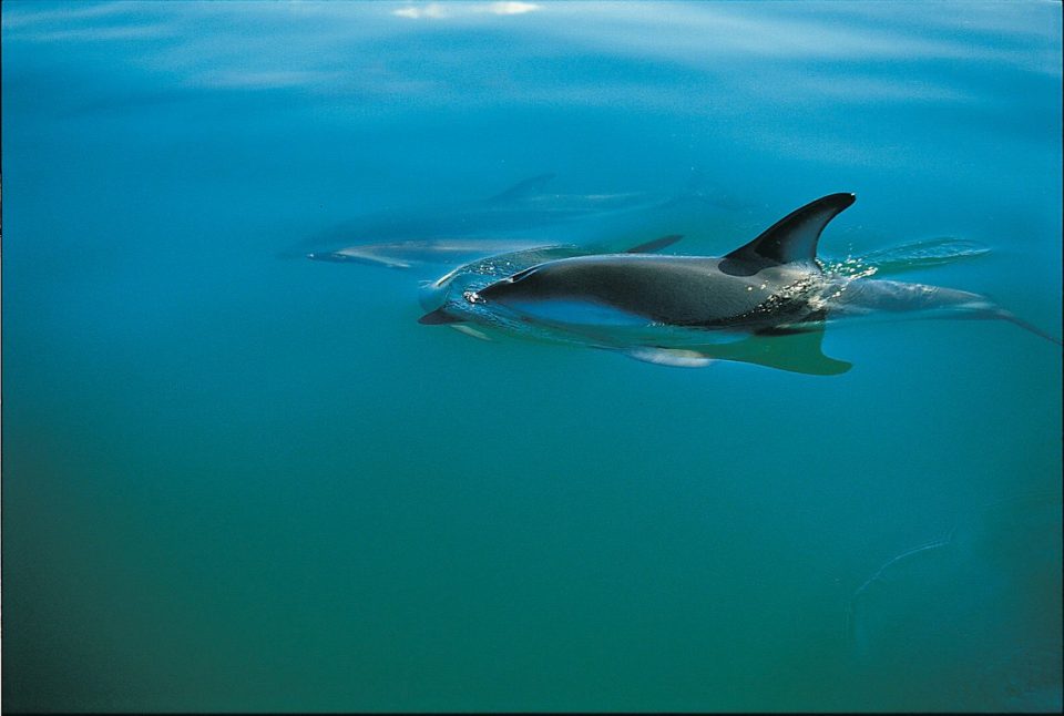 Dolphins in the turquoise waters
