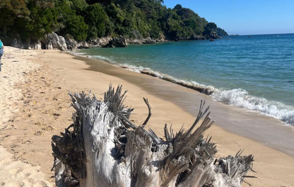 Abel Tasman driftwood on beach