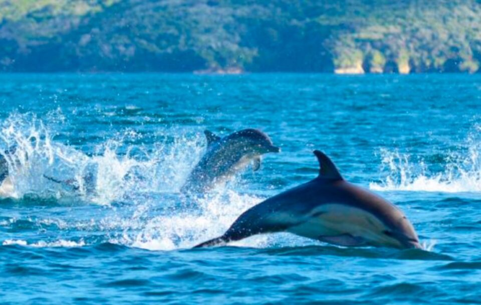 Dolphins jumping in water in QC Sound