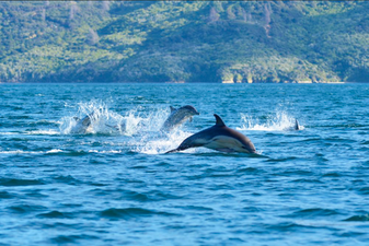 Queen Charlotte track Dolphins