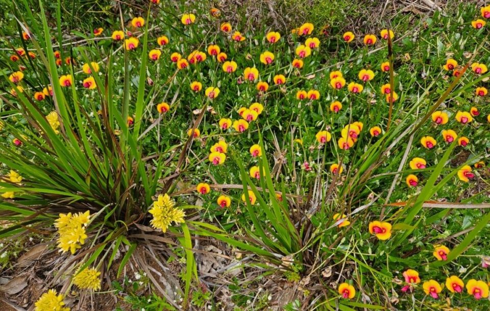 Guided Cape to Cape Track