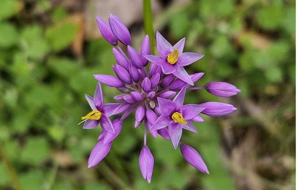 Close up of purple flower on the Cape to Cape Track