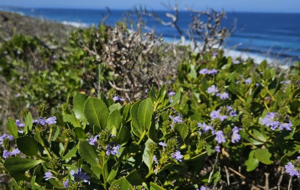Guided Cape to Cape Track
