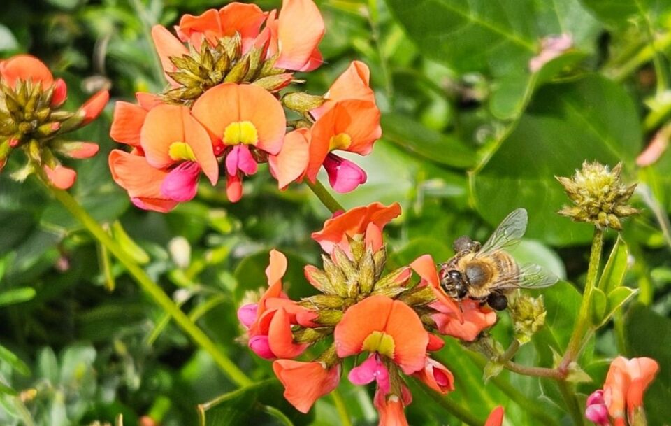 Guided Cape to Cape Track