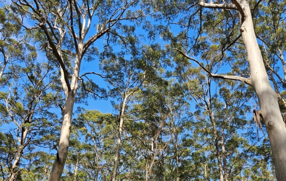 Guided Cape to Cape Track