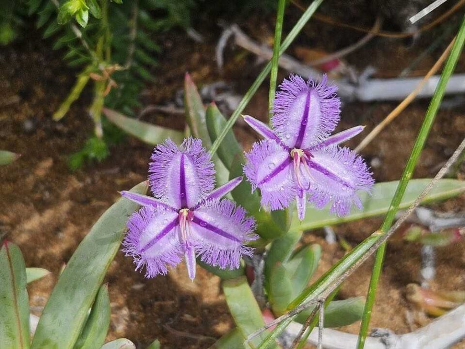 Guided Cape to Cape Track