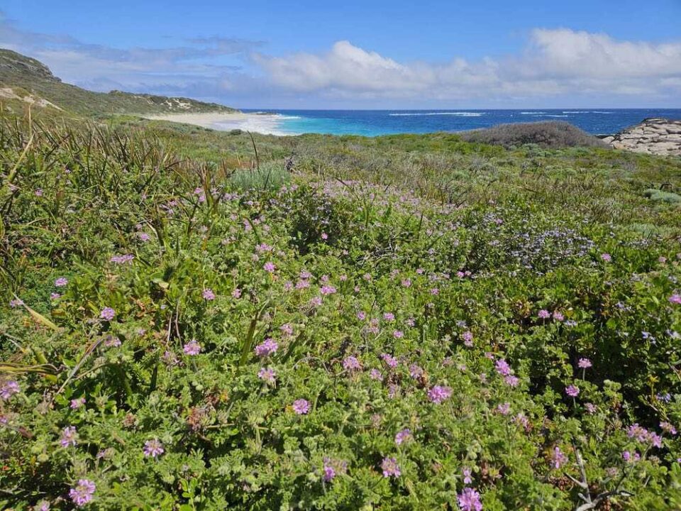 Wildflowers covering the dunes along cape to cape track