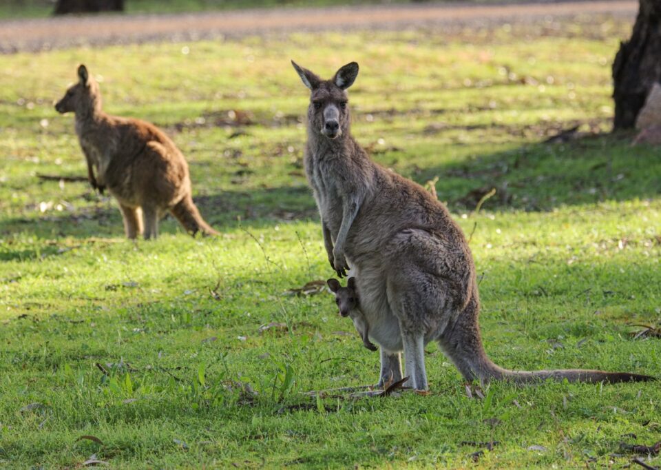 Kangaroo in a green paddock