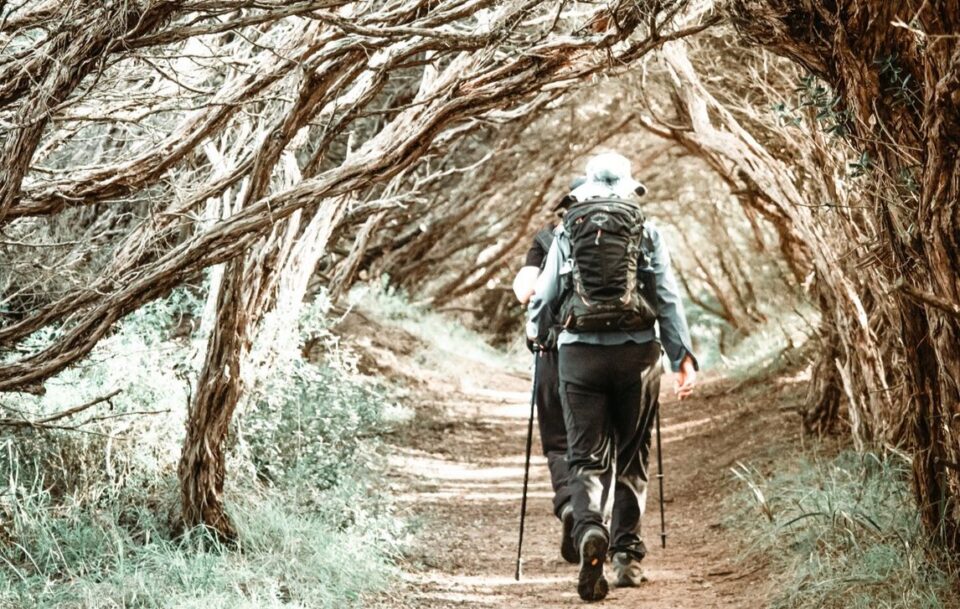 Hiker walking through tunnel formed from trees arching over path Mornington Peninsula