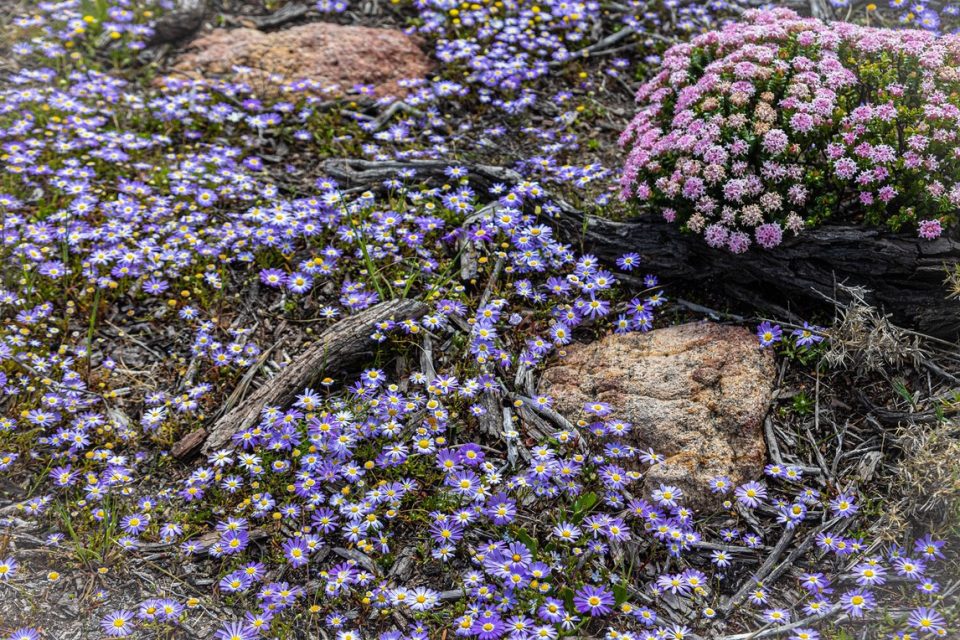 cape to cape track - food and wine 0016