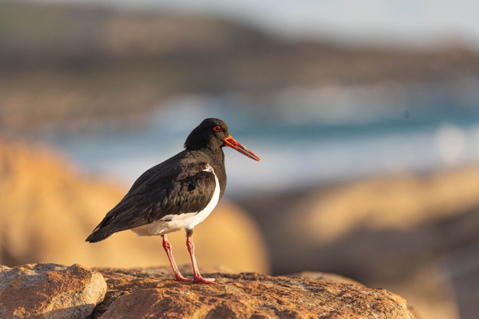 cape to cape track - food and wine 0019