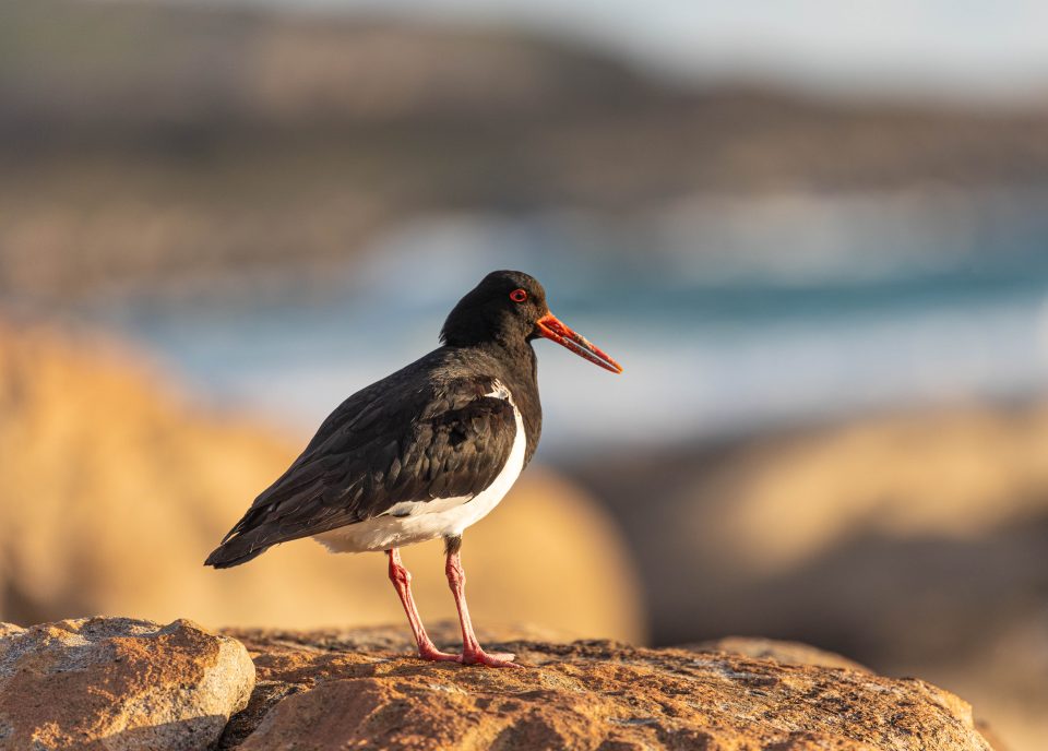 Birdlife along the Cape to Cape Track WA