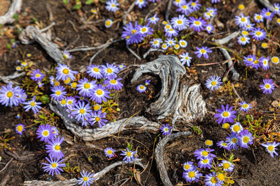 Wild flowers Cape to Cape WA