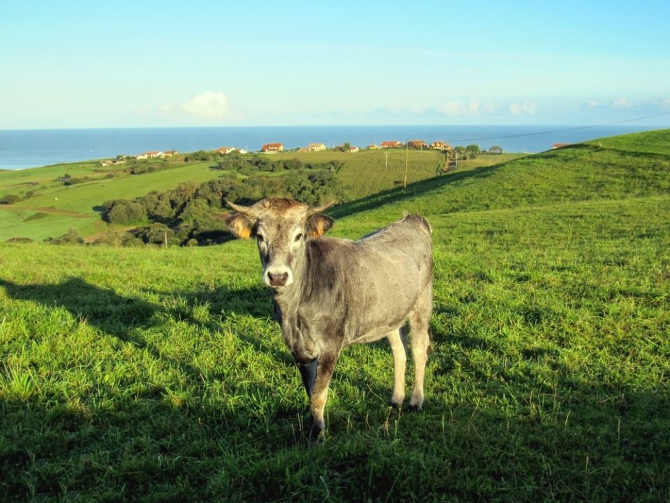 Cow, Cantabria, Camino del Norte Cow along the trail of the Camino del Norte