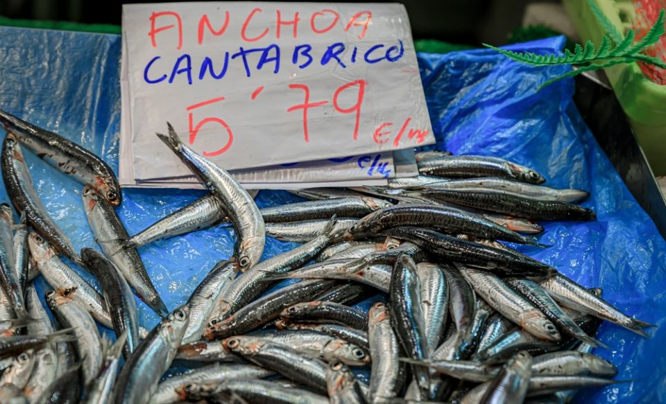 Anchovies for sale, Cantabria, Spain