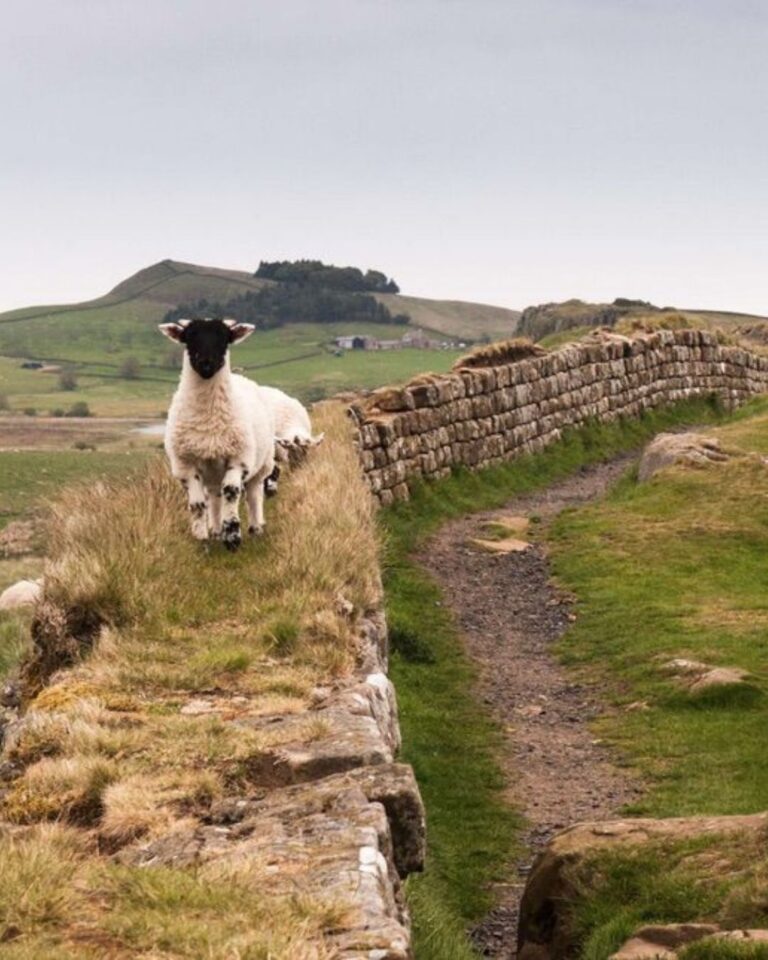 Sheep sitting on Hadrian's Wall UK Sheep sitting on Hadrian's Wall UK