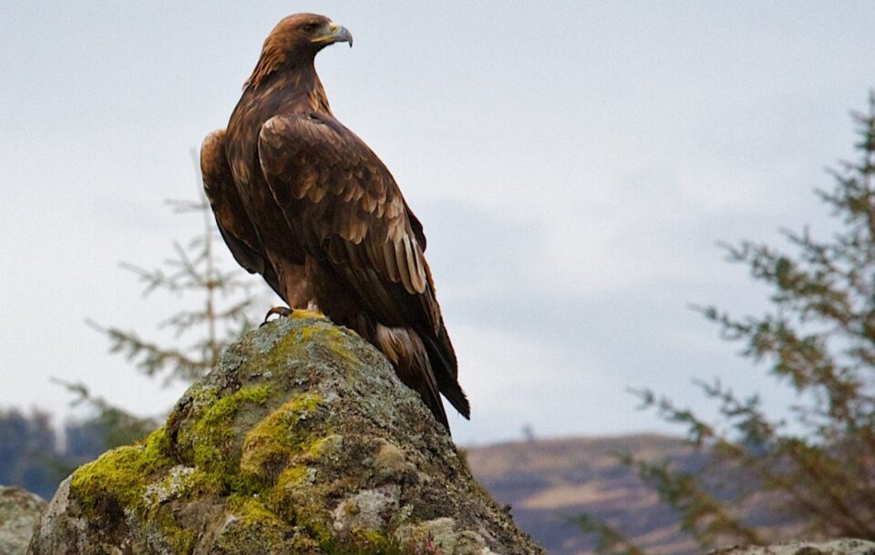 Golden eagle
