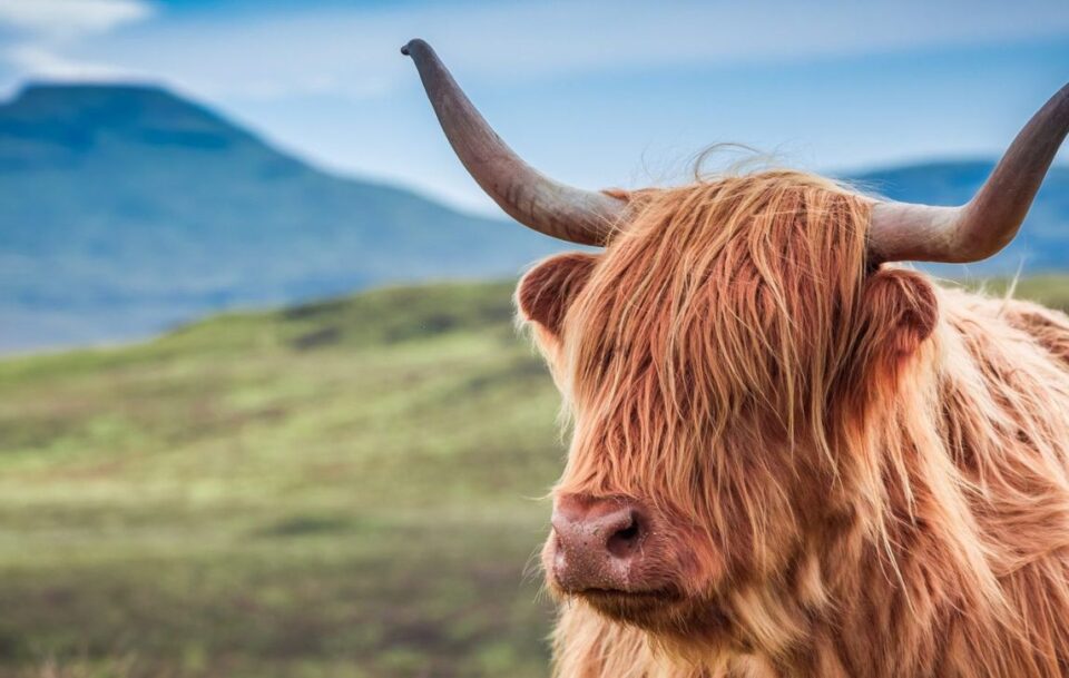Highland cow, Scotland