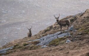 Red deer, West Highland Way, Scotland