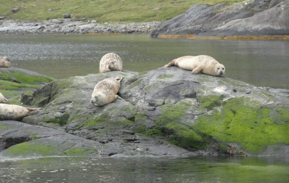 Seals, Scotland