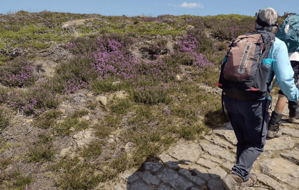 Coast to Coast Path, moorland heather