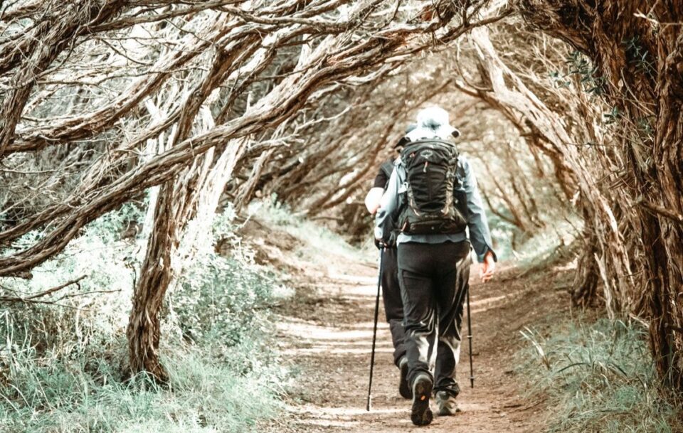 Hiker walking through a tunnel of trees on Mornington Peninsula