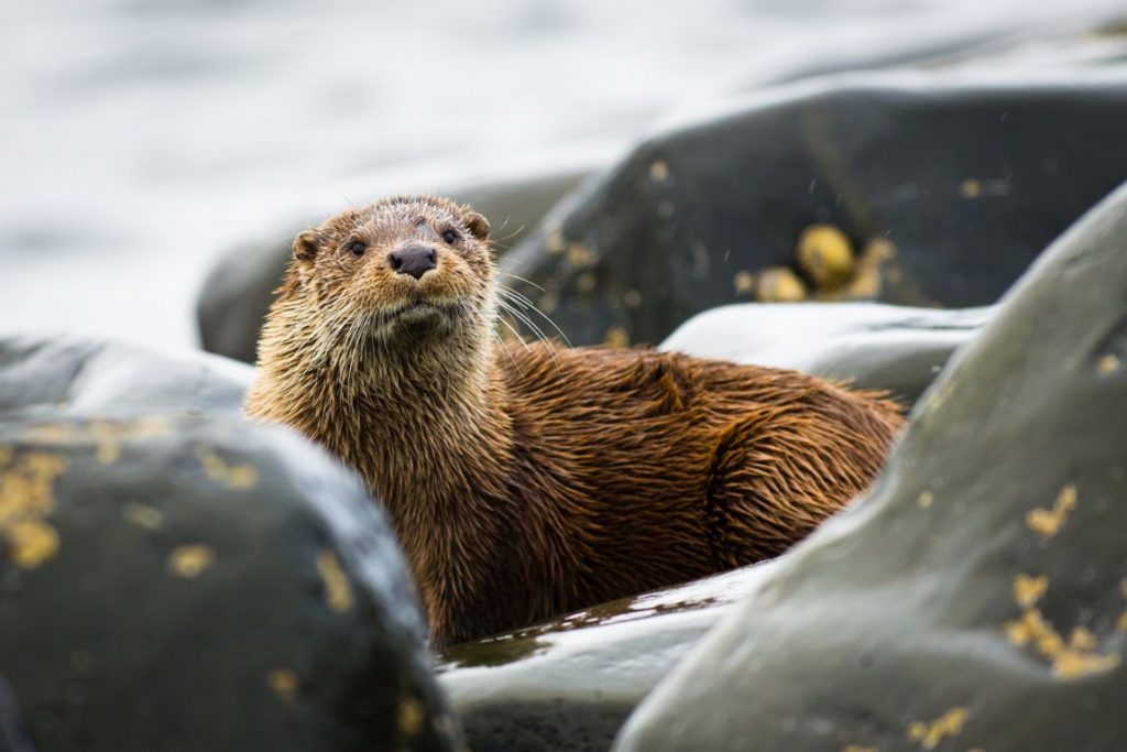 Closeup of a wild otter between grey rocks.