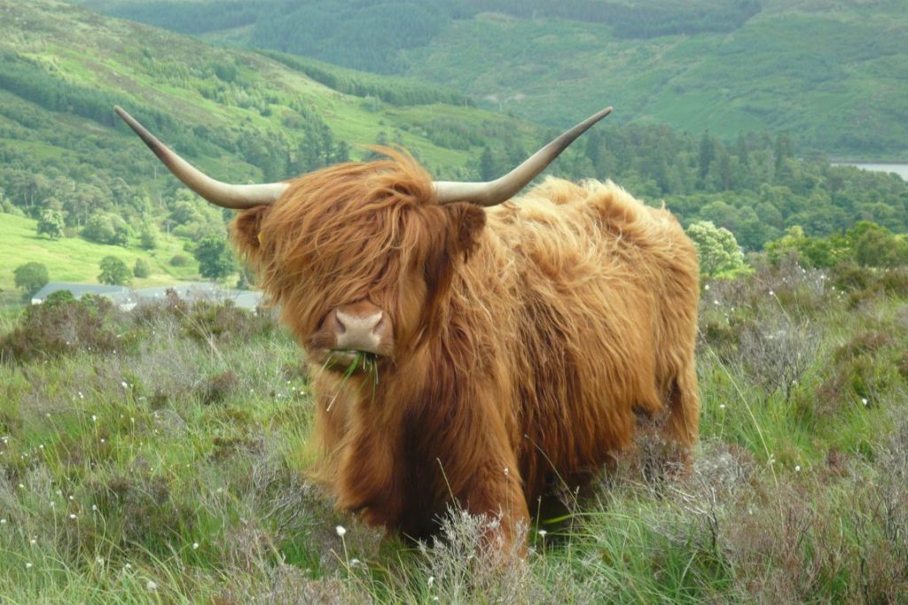 Shaggy-haired Highland cow in green rolling hills.