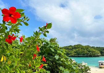 Red hibiscus flowers and tropical beach in Okinawa, Japan