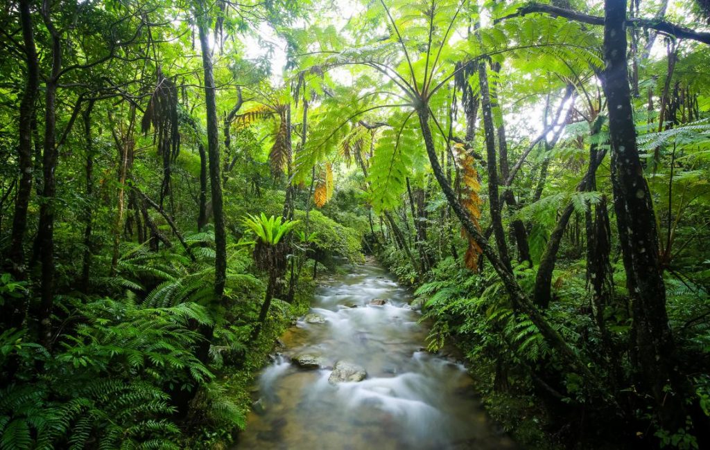 A lush rainforest scene with a winding river cutting through the dense foliage,