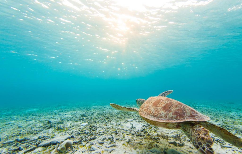 Underwater photograph of a majestic turtle swimming gracefully
