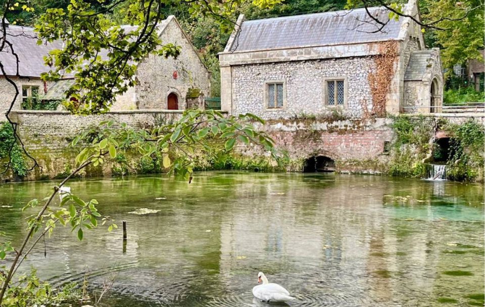 A swan swimming gracefully in a tranquil pond.