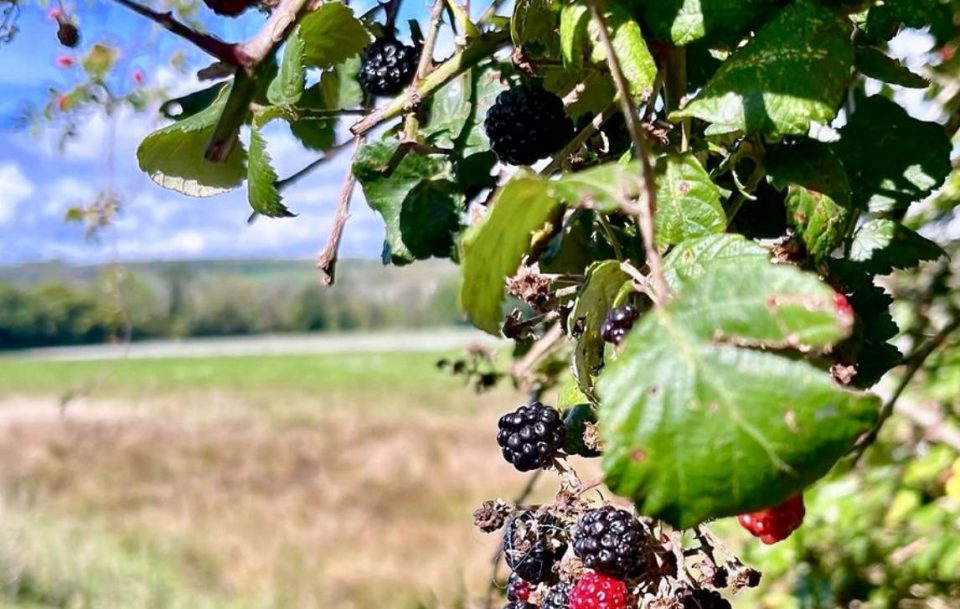 Close up of vibrant fruit growing on a raspberry bush