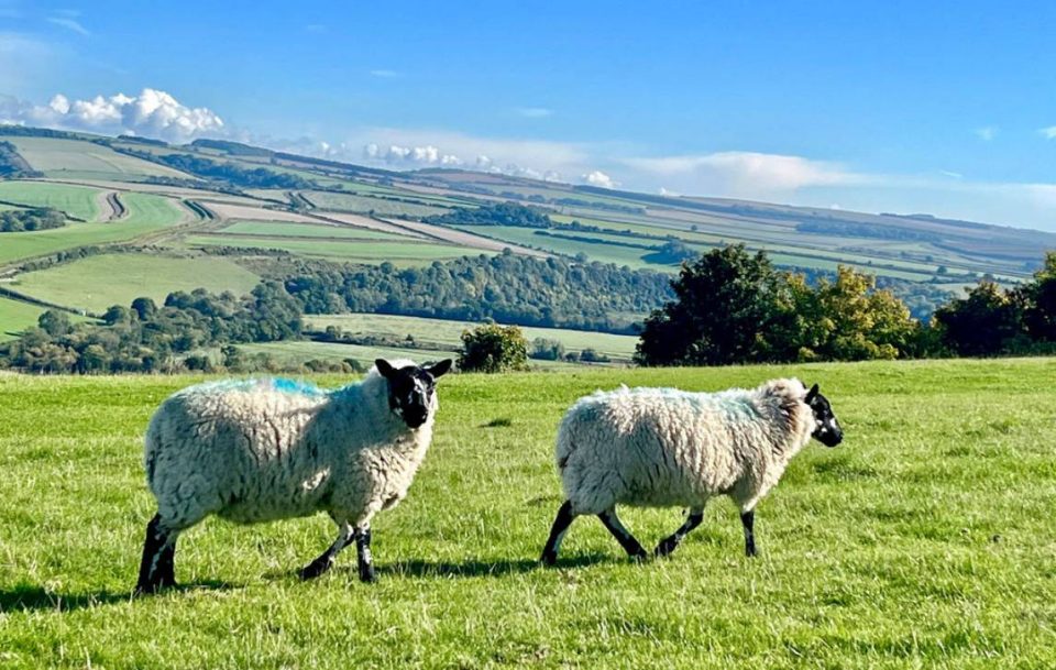 Two sheep in a lush green English field