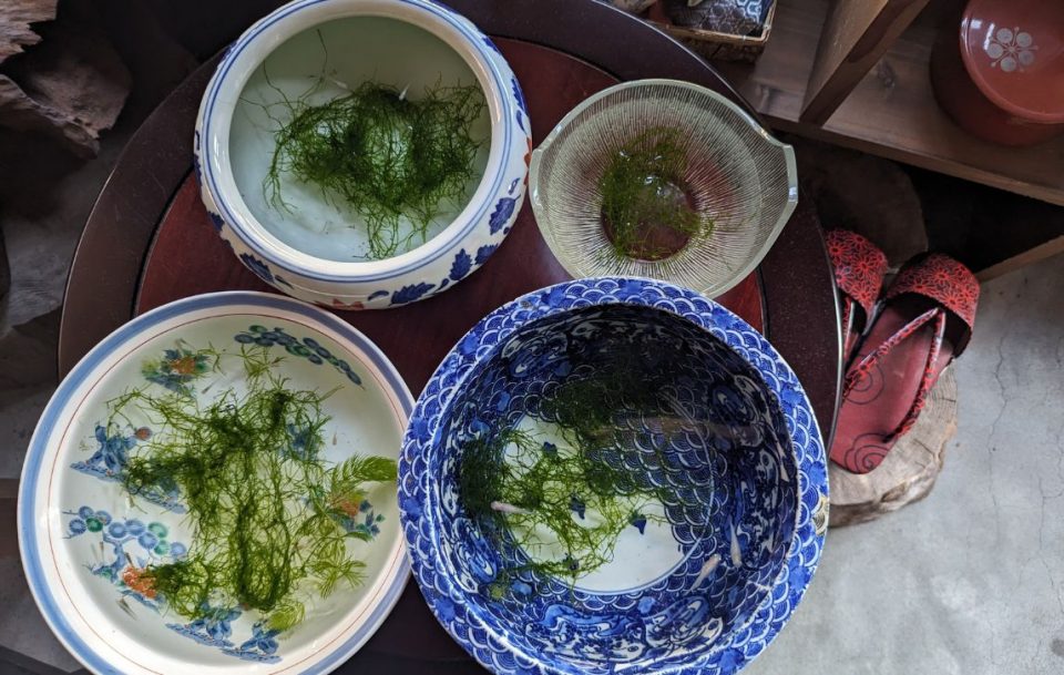 Aerial view of four Japanese bowls of seaweed on a tray