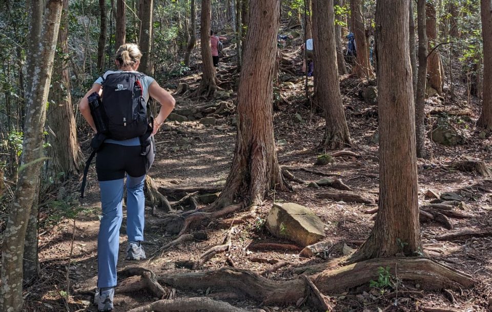 A rear view of a female hiker in a forest