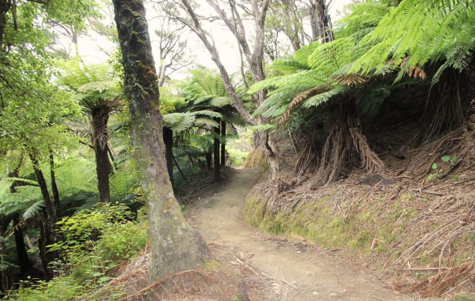 A track through punga tree ferns