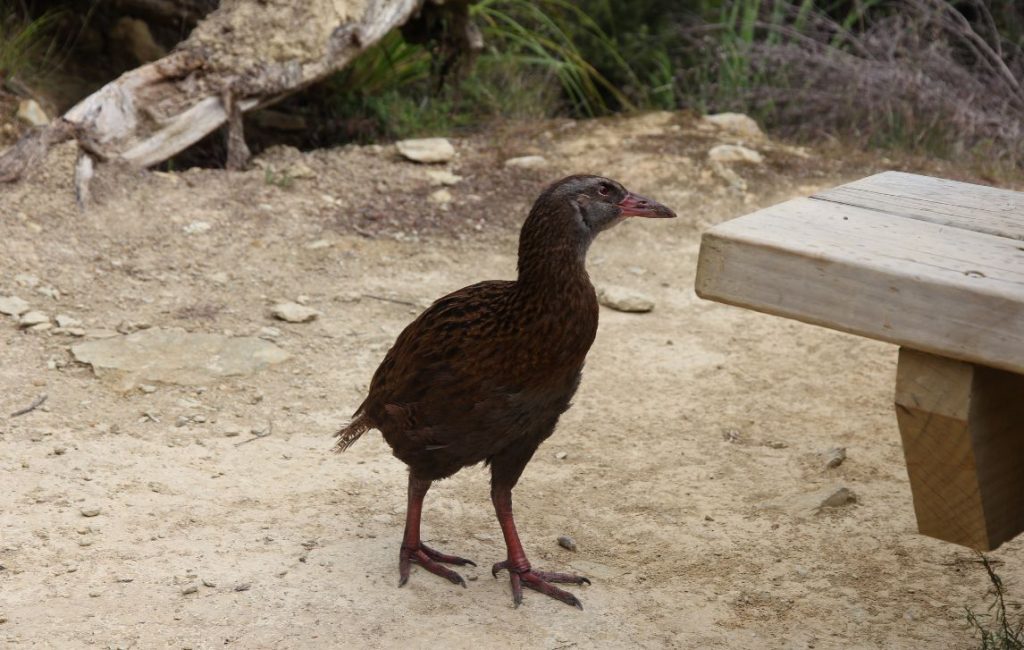 Local birdlife New Zealand