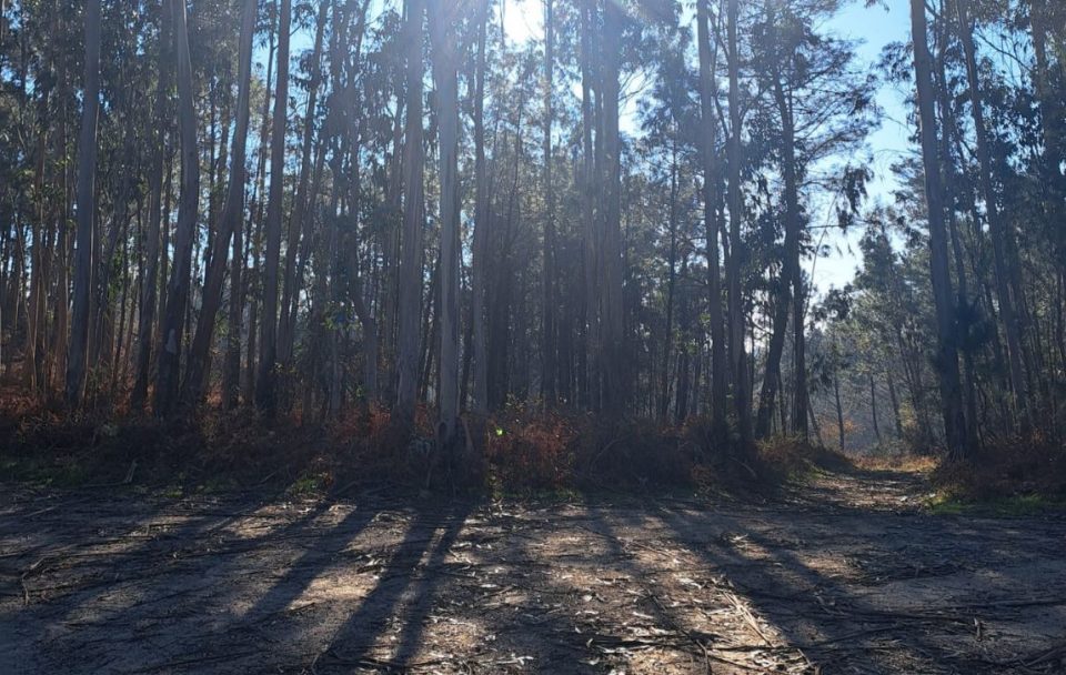 Spiritual Variant Portuguese Camino006